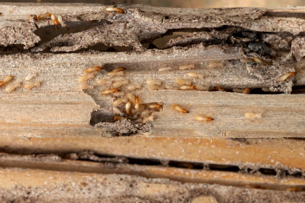 Pest Control for Restaurants in Skidaway Island, GA